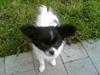 Papillon Mille