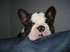 Fransk bulldog - Lancomes Unic
