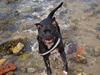 Staffordshire bull terrier Nala