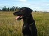 Labrador retriever Butler [Tidl. hund]