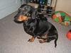 Gravhund Sofus
