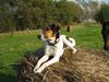 Dansk svensk gaardhund anton