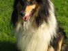 Collie langhåret oscar