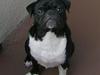 Mops Lord Kelvin