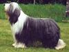 Bearded collie  Ryan