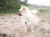 Pomeranian Plys