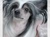 Chinese crested hårløs Caprioso Bai-Dee "Nemo" [ Himmelhund]