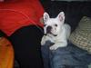Fransk bulldog Buller