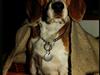 Beagle Lise