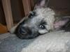 Cairn terrier Tjavs