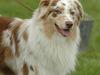 Australian shepherd Difloyds Ranchero