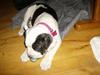 Olde english bulldogge Bertha