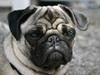 Mops moster