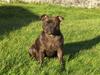 Staffordshire bull terrier Sasha 