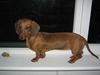 Gravhund Aline
