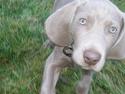 Weimaraner Hotshoot's Indi