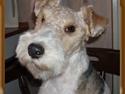 Ruhåret foxterrier Ronja.