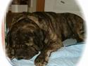 Mastiff Hamlet
