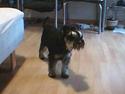 Dvaergschnauzer Tumle