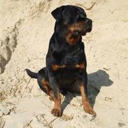 Rottweiler Marco´s Rico