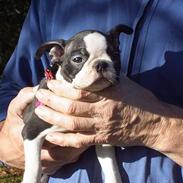 Boston terrier Flora