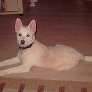 Islandsk fårehund Easy