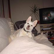 Islandsk fårehund Easy