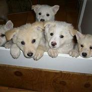 Islandsk fårehund Easy