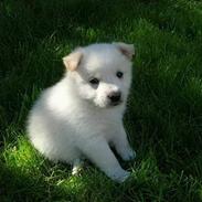 Islandsk fårehund Easy