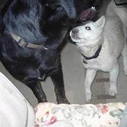 Islandsk fårehund Easy