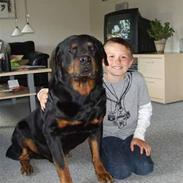 Rottweiler Marco´s Rico
