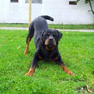 Rottweiler Marco´s Rico