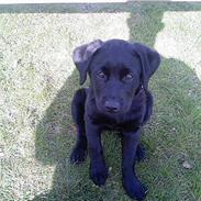 Labrador retriever Dina