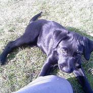 Labrador retriever Dina