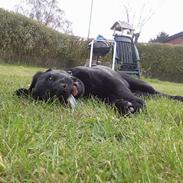 Labrador retriever Dina