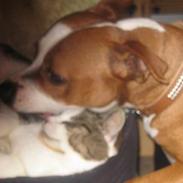 Staffordshire bull terrier Chili