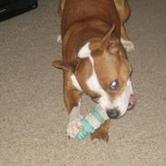 Staffordshire bull terrier Chili