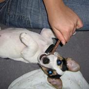 Jack russell terrier Mille