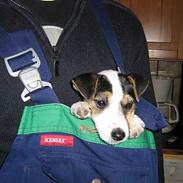 Jack russell terrier Mille