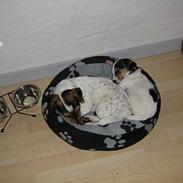 Jack russell terrier Mille