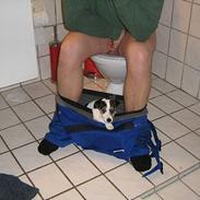 Jack russell terrier Mille
