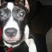 Amerikansk staffordshire terrier Beauytfull :(  |[R.I.P]|