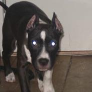Amerikansk staffordshire terrier Beauytfull :(  |[R.I.P]|