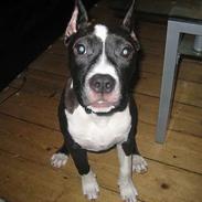 Amerikansk staffordshire terrier Beauytfull :(  |[R.I.P]|