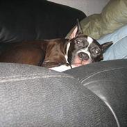 Amerikansk staffordshire terrier Beauytfull :(  |[R.I.P]|