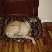 Bullmastiff Bandit