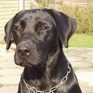 Labrador retriever (formel 1) Zenta