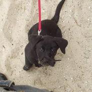 Labrador retriever (formel 1) Zenta