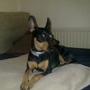 Dvaergpinscher chili