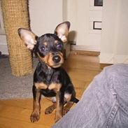 Dvaergpinscher chili